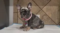 Luna, a female French Bulldog for sale in Houston, TX – 2 of 5