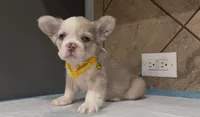 Snow, a female French Bulldog for sale in Houston, TX – 3 of 4