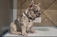 Stich, a male French Bulldog for sale in Houston, TX – 5 of 5