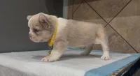 Snow, a female French Bulldog for sale in Houston, TX – 4 of 4