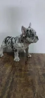 Luna , a female French Bulldog for sale in Houston, TX – 4 of 5