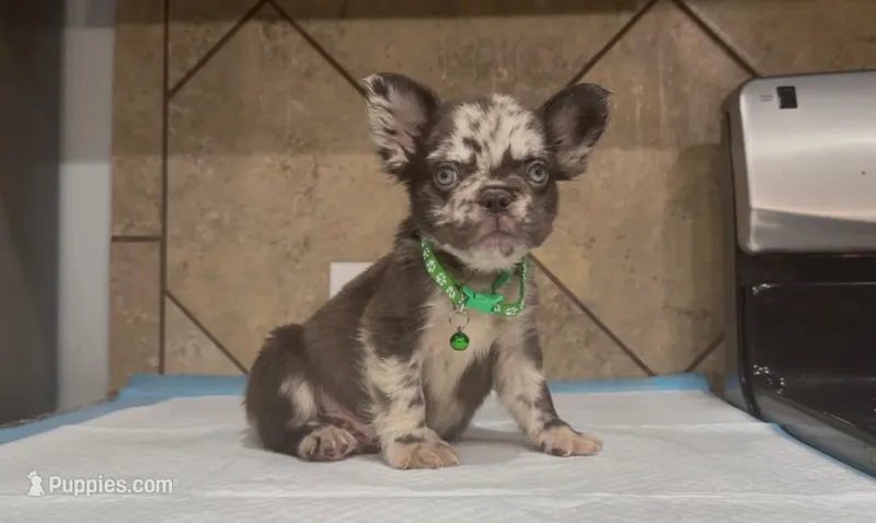 Thor  – French Bulldog puppy for sale in Houston, TX