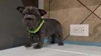 Blue , a male French Bulldog for sale in Houston, TX – 2 of 3