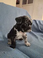 Oreo, a female French Bulldog for sale in Houston, TX – 2 of 2