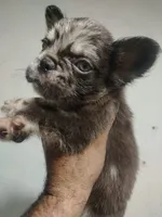 Thor , a male French Bulldog for sale in Houston, TX – 1 of 2