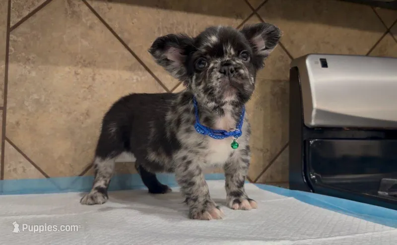 Smoky  – French Bulldog puppy for sale in Houston, TX