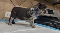 Smoky , a male French Bulldog for sale in Houston, TX – Photo 7 of 8