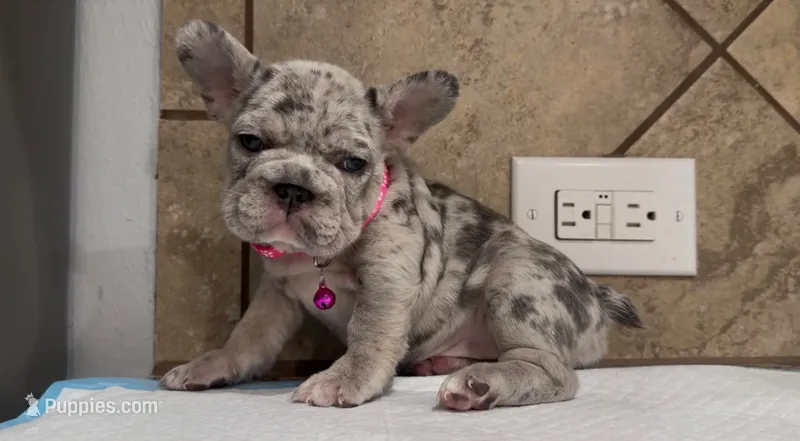 Bella  – French Bulldog puppy for sale in Houston, TX