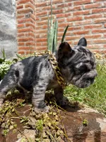 Taz, a male French Bulldog for sale in Houston, TX – 3 of 5