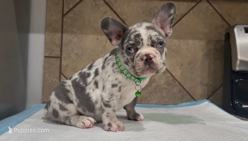 Sonic – French Bulldog puppy for sale in Houston, TX