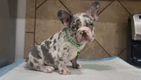 Sonic, a male French Bulldog for sale in Houston, TX – 1 of 6