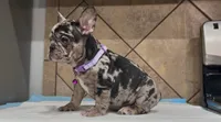 Sofi , a female French Bulldog for sale in Houston, TX – 4 of 5