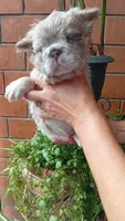 Tiger , a male French Bulldog for sale in Houston, TX – 2 of 2
