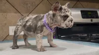 Luna , a female French Bulldog for sale in Houston, TX – 3 of 4