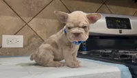 Taz , a male French Bulldog for sale in Houston, TX – 2 of 4