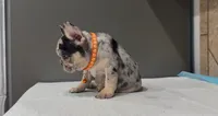 Roxy , a female French Bulldog for sale in Houston, TX – 2 of 7