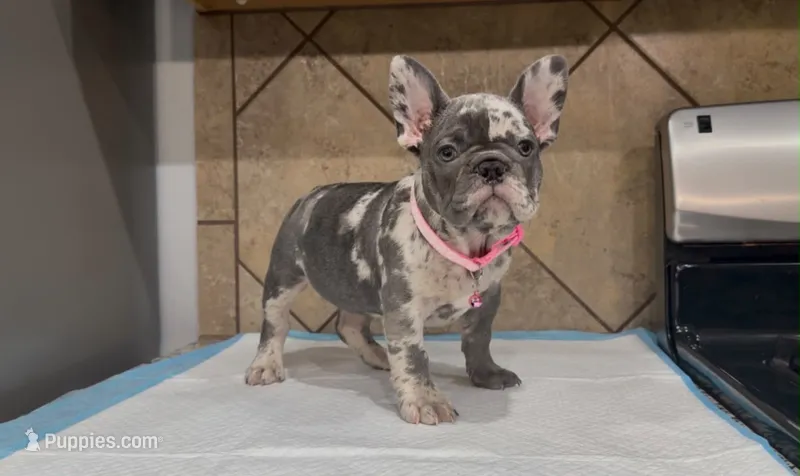 Shelby  – French Bulldog puppy for sale in Houston, TX