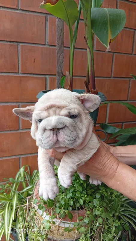 Snoopy  – French Bulldog puppy for sale in Houston, TX