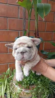 Snoopy , a male French Bulldog for sale in Houston, TX – 1 of 2