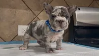 Sonic , a male French Bulldog for sale in Houston, TX – 1 of 4