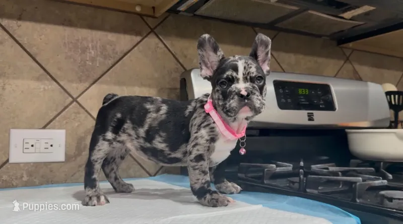 Cookie  – French Bulldog puppy for sale in Houston, TX