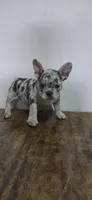 Luna , a female French Bulldog for sale in Houston, TX – 2 of 5