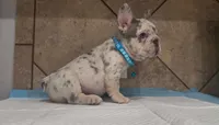 Tyga , a male French Bulldog for sale in Houston, TX – 2 of 4