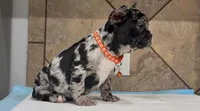 Choco , a female French Bulldog for sale in Houston, TX – 2 of 4