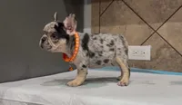 Roxy , a female French Bulldog for sale in Houston, TX – 6 of 7