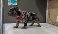 Oreo, a male French Bulldog for sale in Houston, TX – 5 of 5