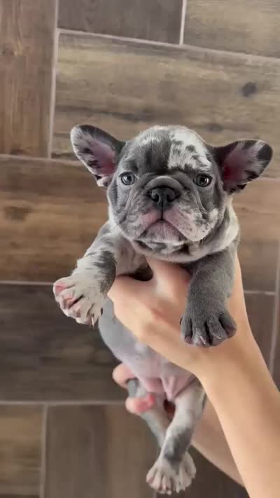 Shelby , a female French Bulldog for sale in Houston, TX – 2 of 2