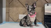 Cookie , a female French Bulldog for sale in Houston, TX – 2 of 3