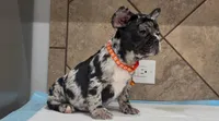 Choco , a female French Bulldog for sale in Houston, TX – 3 of 4