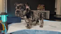 Nana , a female French Bulldog for sale in Houston, TX – 2 of 5