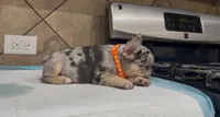 Roxy , a female French Bulldog for sale in Houston, TX – 4 of 7