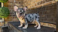 Cookie , a male French Bulldog for sale in Houston, TX – 3 of 4
