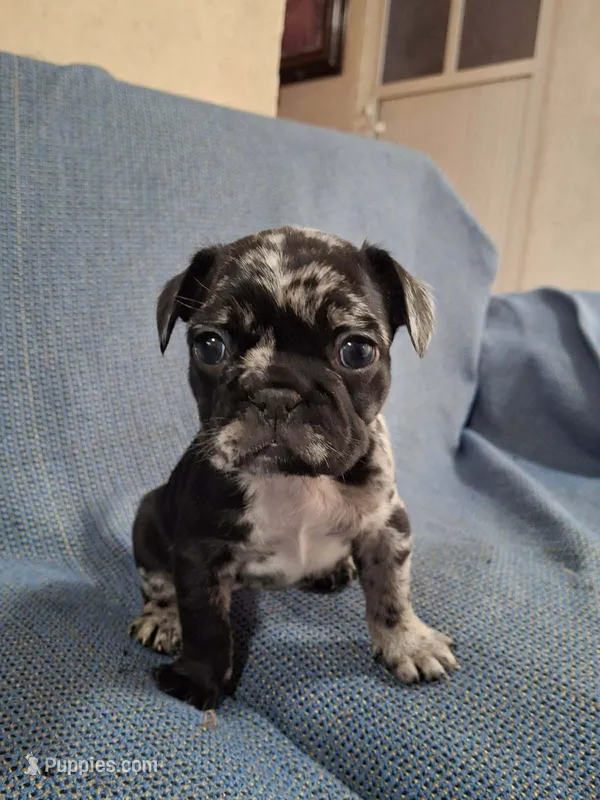 Cookie – French Bulldog puppy for sale in Houston, TX