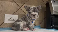Sonic , a male French Bulldog for sale in Houston, TX – 4 of 4