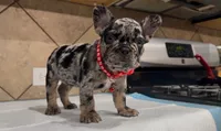 Oreo, a male French Bulldog for sale in Houston, TX – 2 of 5