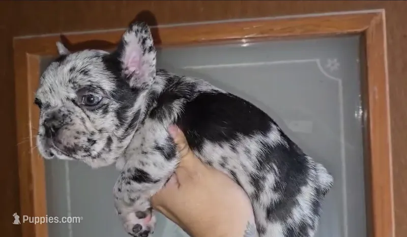 Oreo  – French Bulldog puppy for sale in Houston, TX