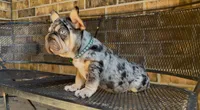 Cookie , a male French Bulldog for sale in Houston, TX – 2 of 4