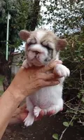 Bella , a female French Bulldog for sale in Houston, TX – 2 of 3