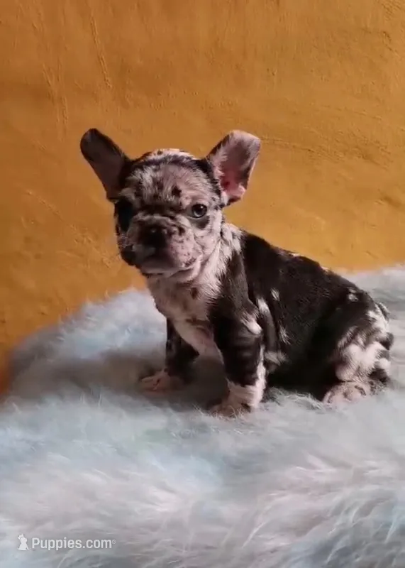 Cocoa – French Bulldog puppy for sale in Houston, TX