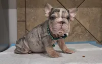 Snoopy , a male French Bulldog for sale in Houston, TX – 5 of 6