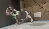 Sonic, a male French Bulldog for sale in Houston, TX – 5 of 6