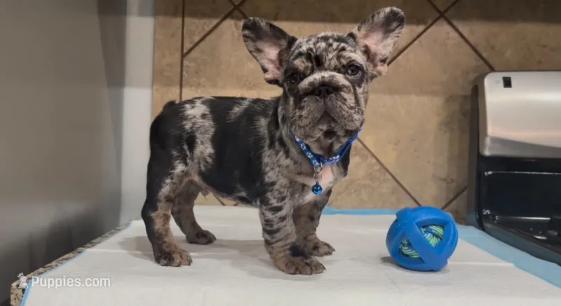 Taz – French Bulldog puppy for sale in Houston, TX