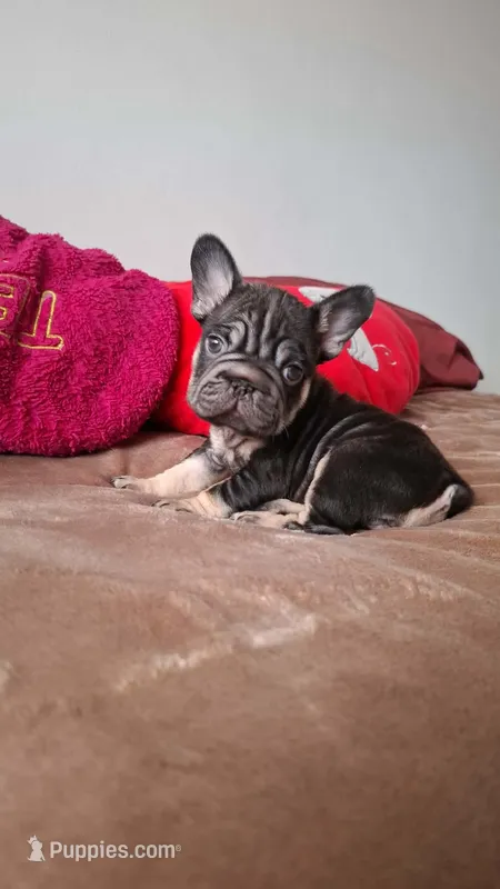 Penny  – French Bulldog puppy for sale in Houston, TX