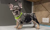 Taz , a male French Bulldog for sale in Houston, TX – 5 of 7