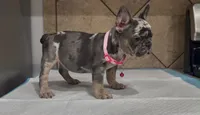 Luna, a female French Bulldog for sale in Houston, TX – 3 of 5
