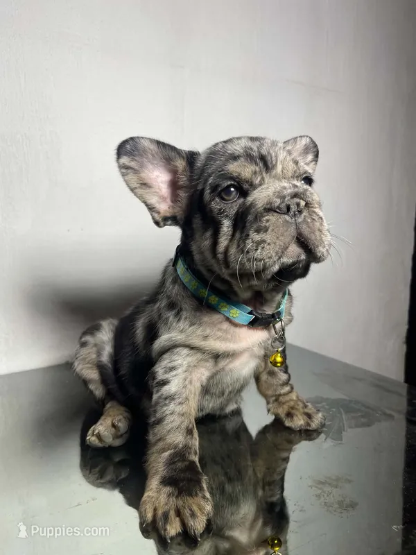 Taz – French Bulldog puppy for sale in Houston, TX